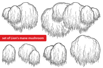 Set with outline Lion's mane mushroom or Hericium erinaceus in black isolated on white background. - obrazy, fototapety, plakaty