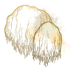 Bunch with outline Lion's mane mushroom or Hericium erinaceus in pastel beige isolated on white background.  © bokasana