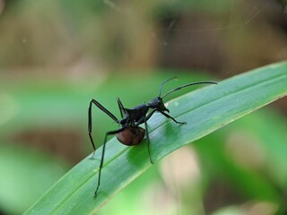 ant on a leaf