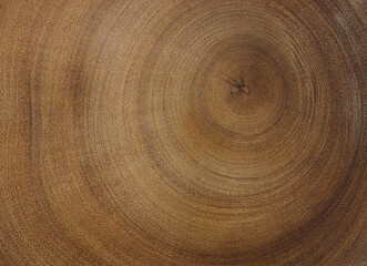 Cross section of tree trunk. Wood texture of cut tree trunk.