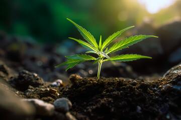 Fototapeta na wymiar A young marijuana plant is growing out of the soil-Generative AI