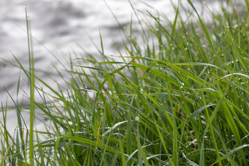 Water droplets on a lush green grass next to river on a rainy spring day, shallow depth of field, close up