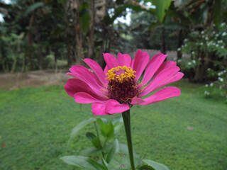 Pink Flower