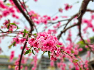 Pink Cherry blossoms