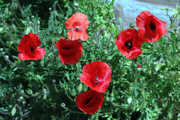 Fototapeta na wymiar Mohnblume, Blüten, Blumen, Mohn, rot