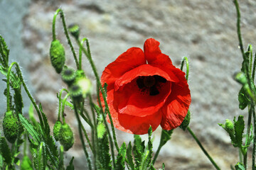 Fototapeta premium Mohnblume, Blüten, Blumen, Mohn, rot