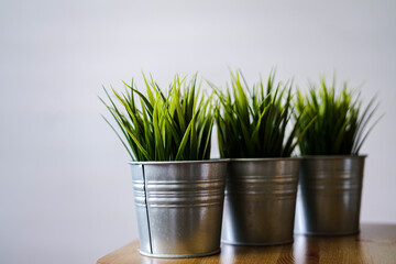 green plants in flowerpots