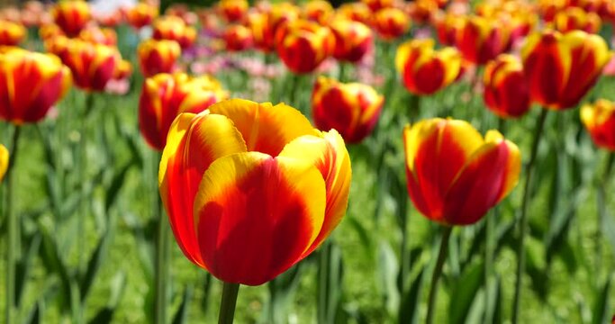 Yellow and red tulips bloom on a flower bed in a spring park.