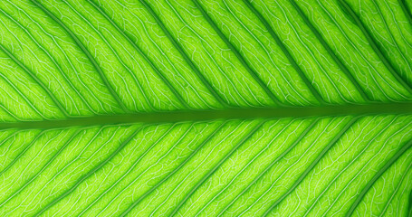 Green leaf marco,Leaf fiber Generative AI 