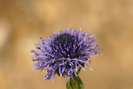 Closeup on the blue flower of the Common globularia Globularia vulgaris against a brown background
