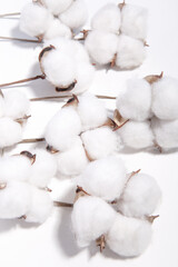 cotton buds on a white