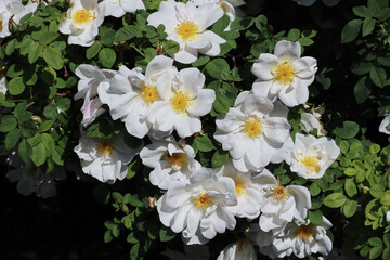 Rose, Rosenblüte, wilde Rosen, Weise Rosen, Blüten