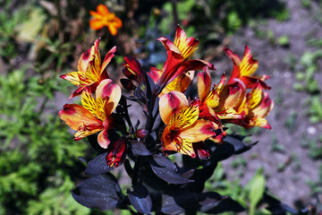 Blüten, Blumen, Lilie, Garten Sommer © Sambucca Mai