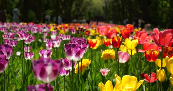 The central alley of the spring park with flower beds of multi-colored tulips: purple and white, yellow, red and pink tulips.