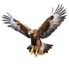 Obraz premium a Golden Eagle in flight in various positions, magnificent Raptor Wildlife-themed, photorealistic illustrations in a PNG, cutout, and isolated. Generative