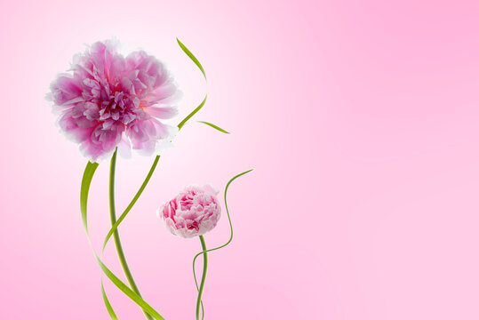 fotografia de flores para tarjetas en fondo rosa