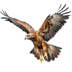 Fototapeta premium a Golden Eagle in flight in various positions, magnificent Raptor Wildlife-themed, photorealistic illustrations in a PNG, cutout, and isolated. Generative AI