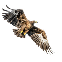 Obraz premium a Golden Eagle in flight in various positions, magnificent Raptor Wildlife-themed, photorealistic illustrations in a PNG, cutout, and isolated. Generative AI