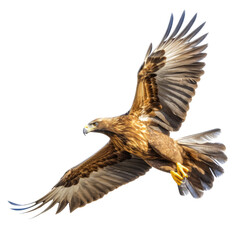 Obraz premium a Golden Eagle in flight in various positions, magnificent Raptor Wildlife-themed, photorealistic illustrations in a PNG, cutout, and isolated. Generative