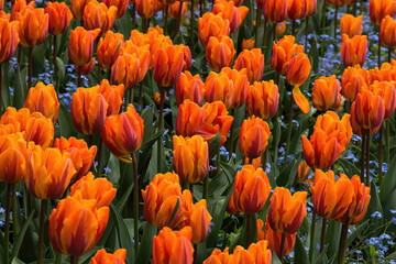 orange tulips