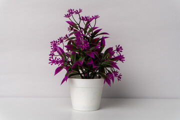 Blooming Plant in a Fresh Flowerpot for Indoor Growth