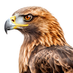 Obraz premium a Golden Eagle portrait in various positions, magnificent raptor Wildlife-themed, photorealistic illustrations in a PNG, cutout, and isolated. Generative AI