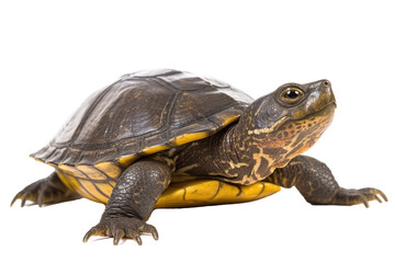 Fototapeta na wymiar Musk turtle, generative artificial intelligence