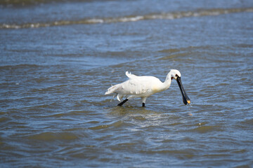 East Bank, Netherlands. June 01 2023. Spoonbills looking for food.