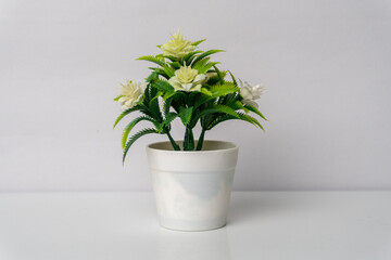 Blooming Plant in a Fresh Flowerpot for Indoor Growth