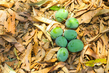 Freshly Plucked Green Mangoes Resting on Dried Mango Leaves