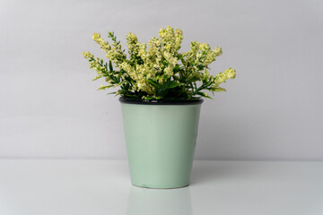 Blooming Plant in a Fresh Flowerpot for Indoor Growth