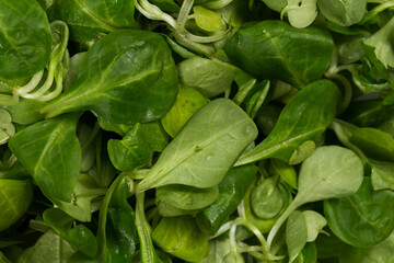 mache lettuce green salad