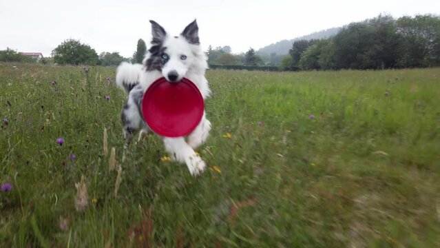 playful young dog with blue eyes of the border collie breed runs across a field with a red frisbee disc in its mouth. pets and companion animals. Happy dog. slow motion video