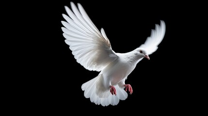 Fototapeta na wymiar White dove flying isolated on black background and Clipping path. freedom on international day of peace concept