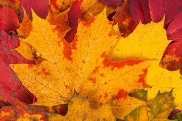 Naklejka na ściany i meble Background made of fallen autumn leaves