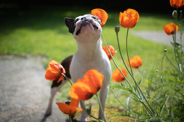 Boston Terrier dog standing in a garden in amongst some pretty red poppies. She has her head up as if smelling the flowers. Shallow focus.