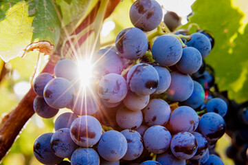 uvas, videira