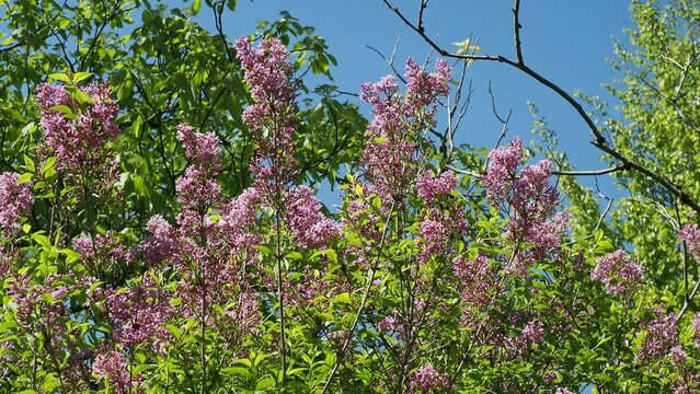 Syringa Microphylla - Flowering hedge of Littleleaf lilac 'Superba with panicles of pink flowers on fine branches with small ovate leaves bending in the wind
