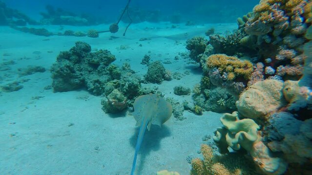 blue spotted stingray in the red sea swims along the coral reef. The beauty and diversity of underwater flora and fauna.