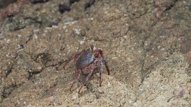 colorful crab crawling over rock surface in Paracas, Peru.