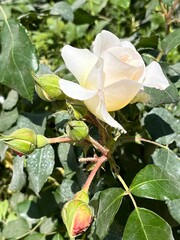 White rose and tree green leaves in the background