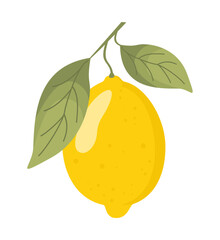 Lemon branch with fruit and leaves, vector illustration. Cartoon citrus fruit