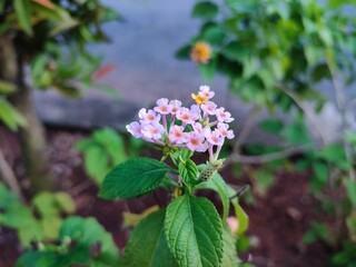beautiful lantana camara flower in the garden