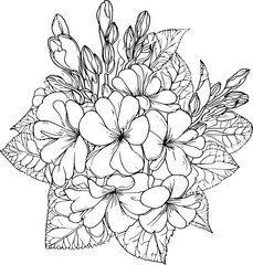 Hand-drawn beautiful primula flower drawing, primrose flower coloring page,  flower bouquets, primrose flower line drawing. primula vector art, primrose bouquet,  flowers cluster drawing.