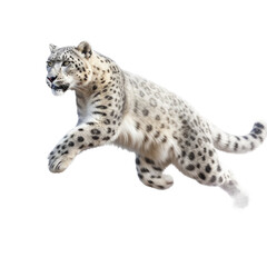 Fototapeta premium a Snow Leopard running and leaping in various positions, full body, big cat, majestic creature, Wildlife-themed, photorealistic illustrations in a PNG, cutout, and isolated. Generative AI