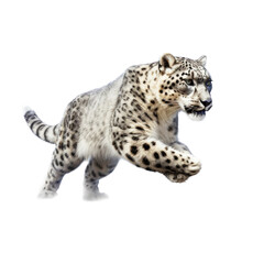 a Snow Leopard running and leaping in various positions, full body, big cat, majestic creature, Wildlife-themed, photorealistic illustrations in a PNG, cutout, and isolated. Generative AI
