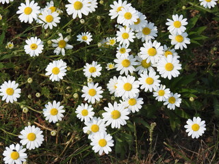 Oxeye daisies, leucanthemum vulgare, bloomed in Kent County, Delaware.