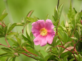 Obraz na płótnie Canvas Swamp rose, Rosa palustris, bloomed in Kent County, Delaware.