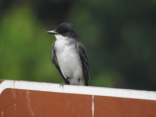Eastern kingbird perched on the top of a sign at the Bombay Hook National Wildlife Refuge, Kent County, Delaware.