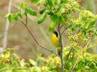 A common yellowthroat, warbler, singing a lovely tune, at the Bombay Hook National Wildlife Refuge, Kent County, Delaware.